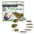 Edu-Toys - Giant Magnetic Frog Life Cycle