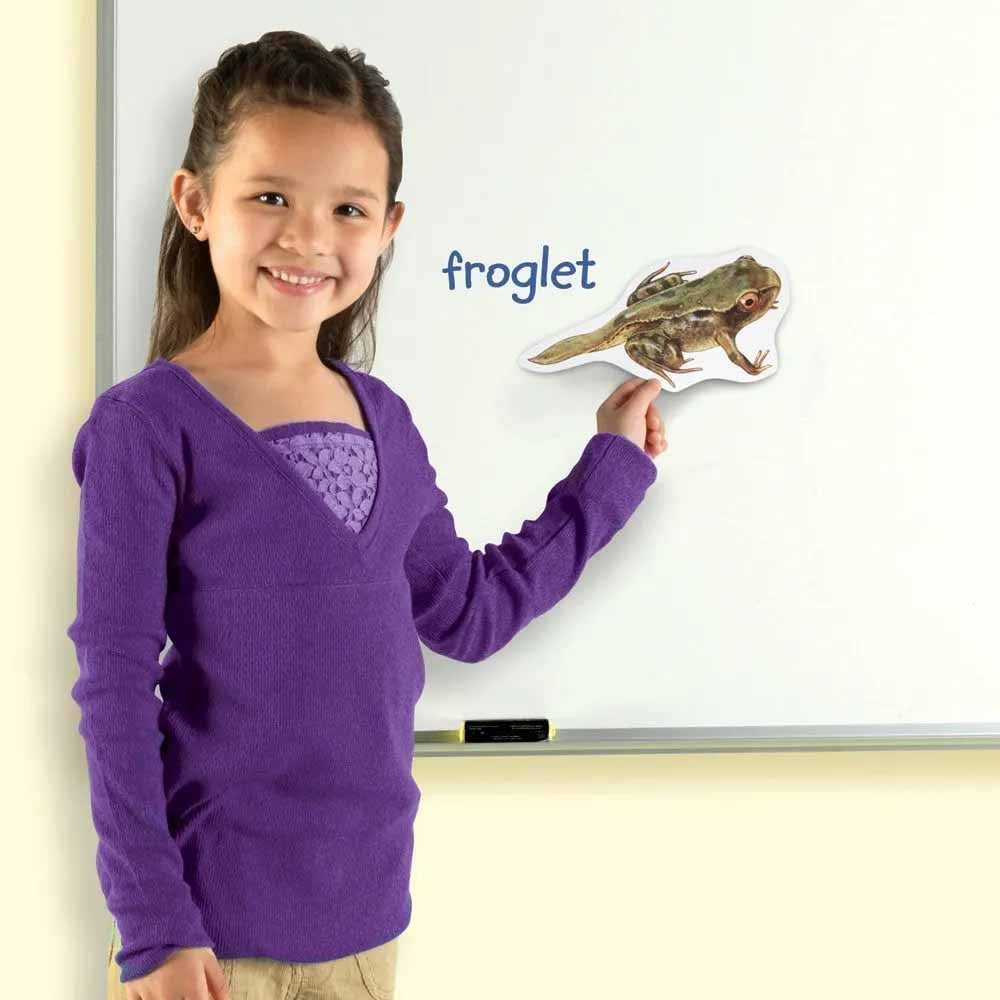 Edu-Toys - Giant Magnetic Frog Life Cycle