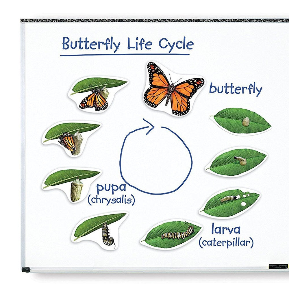 Giant Magnetic Butterfly Life Cycle: Classroom Science Demo Set - photo 3