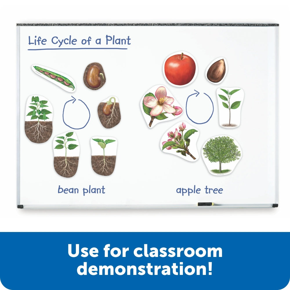 Giant Magnetic Plant Life Cycle: Classroom Science Demo Set - photo 2