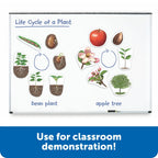 Giant Magnetic Plant Life Cycle: Classroom Science Demo Set - photo 2