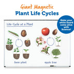 Giant Magnetic Plant Life Cycle: Classroom Science Demo Set - photo 3